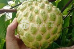 800 triệusào có ngay đất vườn đẹp như mơ tại đồng nai