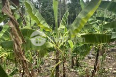 View hồ trị an rộng, thoáng, khí hậu mát mẻ quanh năm giá chỉ 950tr1000m2