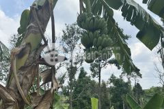 Rẻ như cho giá bán 285tr 1000m2 mức giá tốt nhất trong khu vực