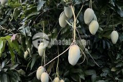 Bán vườn xoài đẹp như mơ view hồ trị an cực phẩm