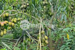 Mua đất tặng full vườn trái cây trĩu quả ở ngọc định định quán