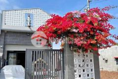 Cần gấp tiền bán nhà 99m2 có shr giá chỉ 650tr tại tân an hội củ chi