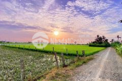 Thổ cư cách tl833, chợ bình lãng vô 500m diện tích 5x29m 145m2 giá 520tr