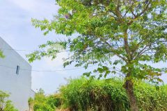 Nền đẹp 135m2 đường b5 kdc tân phú h. đông nam