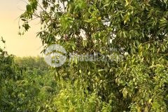 Bán đất vườn xoài 1.000m² giá chỉ 580 triệu cạnh suối gần hồ, khí hậu mát mẻ ôn hòa
