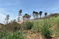 Cần bán 5000m2 đất ôm mặt tiền đường nhựa thế dương view đồi siêu đẹp.