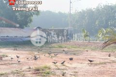 Đất bình dương nhưng giá sài gòn trước thềm sáp nhập