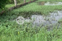 143m2 đất thổ hẻm xã mỹ hạnh nam, đức hòa giá 1,5 tỷ