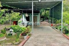 Vườn cây ăn trái gần long khánh, giá tốt, được phủ full hồng diện tích rộng, sổ hồng riêng