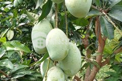 Vườn cây ăn trái xum xuê tại định quán, chủ bán gấp giá rẻ chỉ 650tr sào, sổ hồng riêng