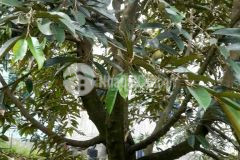 Bán đất vườn sầu riêng đang cho trái, mặt tiền sông lớn, 903m² giá chỉ 1 triệum² xã tam bình, cai