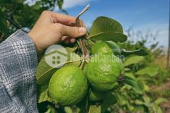 Bán gấp vì kẹt vốn đất la ngà vị trí đẹp, sổ sẵn sang tên ngay