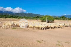 Cần bán lô đất xã phước trung tại phan rang ninh thuận