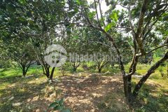 Bán vườn bưởi khánh thành full thổ cư cạnh bên suối sát đường liên xã gần trường học