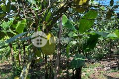 Chính chủ cần bán đất vườn 1.300m² tại gia kiệm thống nhất, đồng nai. gần kcn long khánh, sân bay