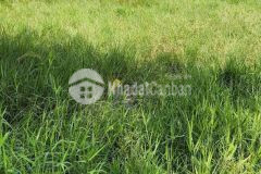 590m2 đất thổ xã đức hòa đông, đức hòa, long an giá 3,5 tỷ