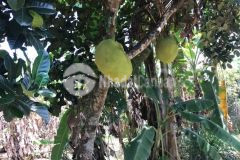 Chỉ với 600tr đã sở hữu ngay lô đất vườn 1300m2 tại thống nhất, ngã tư dầu giây