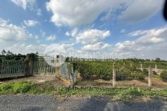 4683m2 đất vườn mt kênh 2, vườn thơm, xã bình lợi, bình chánh giá 9,84 tỷ