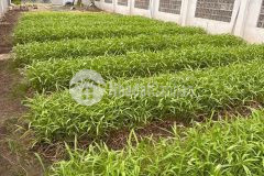 300m2 đất thổ cư mặt tiền kênh đại hội, xã thuận thành, cần giuộc giá 1,9 tỷ