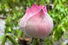 Cg. cặp góc siêu đẹp 184,6m2 đối diện toyota cần thơ kế bên chợ 586, ngân hàng, bệnh viện