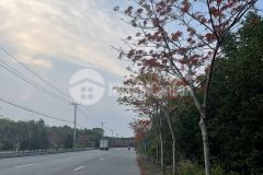 Đất mặt tiền đường, 100 thổ cư, đường lương văn nho, thị trấn cần thạnh, cần giờ. 28 t còn tl.