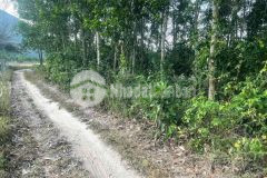 Bán đất vườn diên điền giá rẻ đường ô tô vào tới nơi