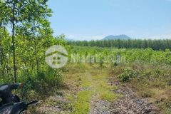 Bán đất vườn khánh hiệp giá rẻ sát bên trục đường liên xã k25