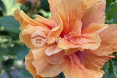 Siêu phẩm nghỉ dưỡng đất vườn giáp suối, view đồi, chỉ từ 1trm²