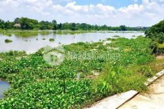 5153m2 đất có 300m2 thổ cư mặt tiền sông sài gòn, xã trung an, củ chi giá 33,5 tỷ