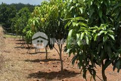 Chính chủ cần tiền trả nợ bán gấp vườn trái cây ở đồng nai giá 200 triệu