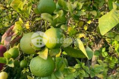 Vườn trái cây gần long khánh. đường ô tô, điện nước tận đất, giá tốt nhất khu vực