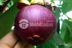 Độc quyền sổ đất vườn thống nhất sẵn cây ăn trái hệ thống tưới, sổ hồng riêng sang tên ngay