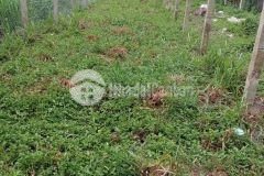 Đất thổ cư cach đường 1 quang 150met