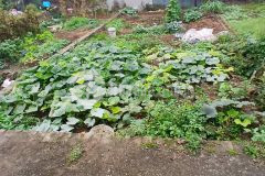 Bán đất rẻ nhất khu vực tằng my nam hồng đông anh hà nội chỉ 3,85 tỷ mt5m nở hậu 5.3m ngõ