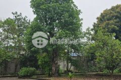 Bán đât ở vườn ao nhà dt rộng hơn 4.000 m,