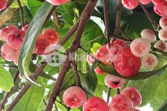 Bán 3 nền liền kề 360m2 kdc nông thổ sản, đường số 3, phường hưng phú, tp. cần thơ