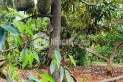 Chú em cần bán gấp vườn sầu riêng cạnh long khánh, 980tr1000m2, sổ hồng riêng