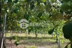 Bán 5ha đất hnk có 3ha táo đang thu hoạch