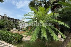 Dự kiến cháy hàng sau khi mở bán