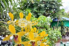 Bán nền góc vị trí đẹp a2 kdc phú an, phú thứ, cái răng, cần thơ dt 117.5m2 giá 5.6 tỷ