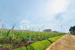 Cần bán gấp đất thổ cư vùng ven đà lạt, dt 5m x 21.4m,giá góc chỉ 890 triệu