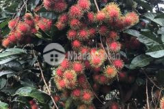 4.500m² đất vườn định quán có sẵn cây ăn trái, giá chỉ 400tr1000m²