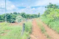 900 triệu có ngay 1,2 sào đất hẻm oto, thuộc ba cản tân hội, đức trọng cũ, lâm đồng