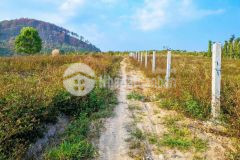 Tổng 7 sào đất mặt nhựa vào kdl thác pongour, đức trọng, lâm đồng