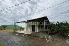 Bán nhà cấp 4 tổng dt 1300m2 đất lúa xã đức tân, tân trụ giá 1,2 tỷ