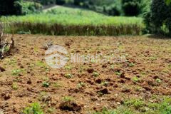 Chính chủ f0 cần bán khoảng 2000m có 200m ont tại thu phong, cao phong, hòa bình cũ.