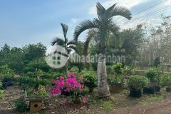 Bán đất nông nghiệp xã cẩm đường huyện long thành tỉnh đồng nai