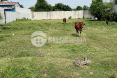 Chủ ngộp cần bán gấp lô đất bến lức long an