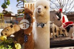 Bán khu du lịch thế giới mèo ú 1ha7 doanh thu 500trth