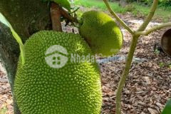 Đất vườn định quán gần sông la ngà chủ hạ giá bán gấp chỉ 390 triệu1000m²